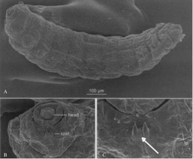 Figure 4. Third instar larva of Lophodiplosis trifida Gagné. A) Dorsolateral view of entire larva. B) Anterior segments of the larva, detailing the head, thorax, and spatula. C) First thoracic segment with lateral papillae (lp) and three-toothed spatula (arrow).