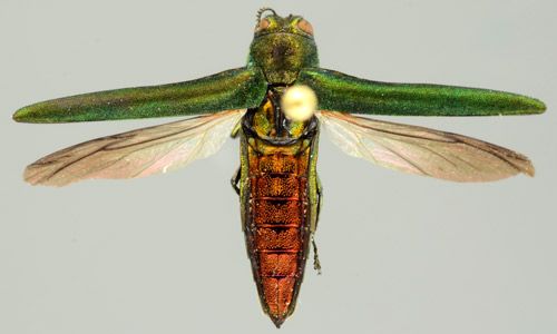 Figure 3. Pinned emerald ash borer, Agrilus planipennis Fairmaire, specimen with wings spread.