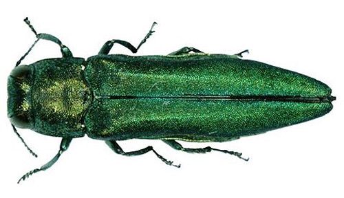 Figure 1. The emerald ash borer, Agrilus planipennis Fairmaire.