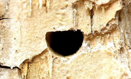 Figure 7. An exit hole from an adult emerald ash borer, Agrilus planipennis Fairmaire.