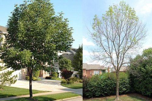 Figure 8. Ash tree (Fraxinus sp.) damaged from feeding by emerald ash borer, Agrilus planipennis Fairmaire on the right, compared to a healthy ash tree on the left.