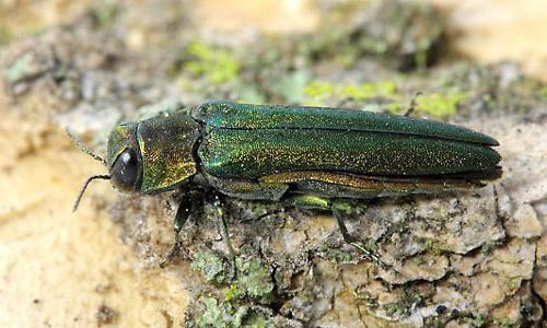 Figure 6. Adult emerald ash borer, Agrilus planipennis Fairmaire.