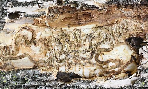 Figure 5. Galleries created by emerald ash borer, Agrilus planipennis Fairmaire, larvae in the phloem area of an infested tree.