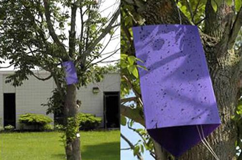 Figure 9. Emerald ash borer trap hanging in a symptomatic tree.