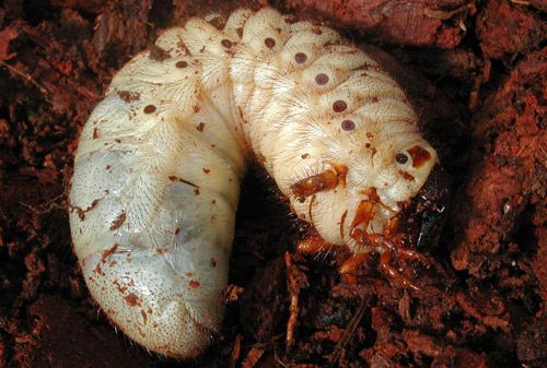 Figure 5. Hercules beetle, Dynastes hercules, larva.