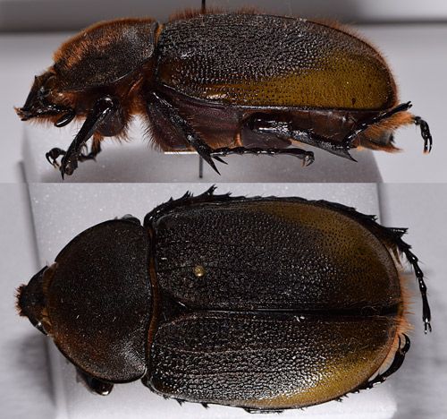 Figure 3. Adult female Hercules beetle, Dynastes hercules (Linnaeus), lateral and dorsal view.