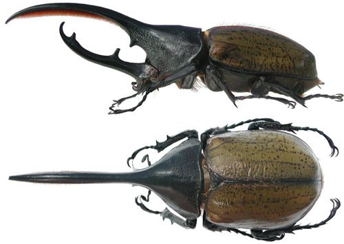 Figure 1. Adult major male Hercules beetle, Dynastes hercules (Linnaeus), lateral and dorsal view.