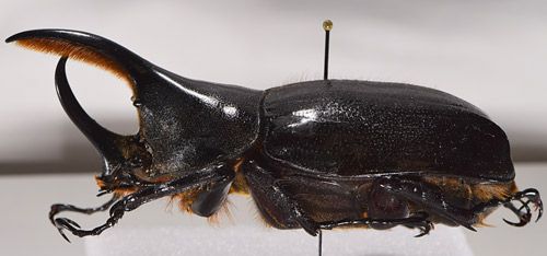 Figure 2. Adult minor male Hercules beetle, Dynastes hercules (Linnaeus), lateral view.