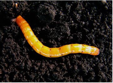 Figure 1. Melanotus communis larva on surface of muck soil.