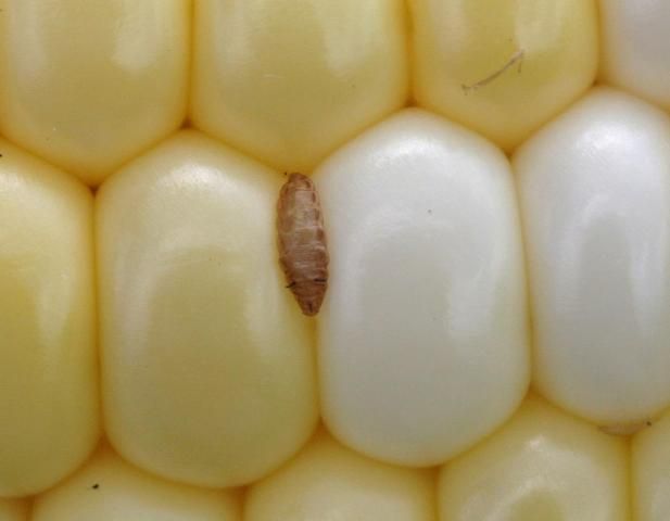 Figure 7. A cob fly pupa with head end upward in a sweet corn ear at harvest. Pupae are light brown, somewhat triangular in side profile, and ridged. Two narrow, black respiratory horns project outward from the posterior third of the pupae.