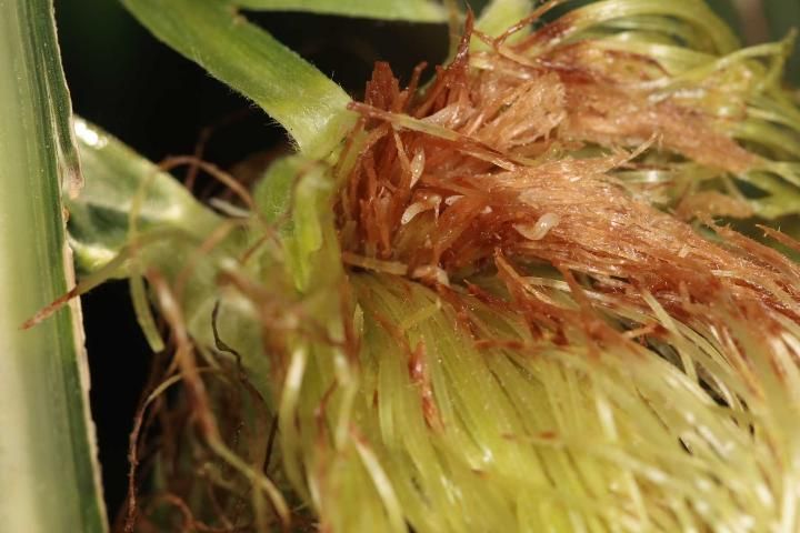 Figure 2. A cluster of phorid larvae (5 visible) feeding on the silks at the entrance to the silk channel. Brown discoloration of the silks caused by phorid larvae feeding.