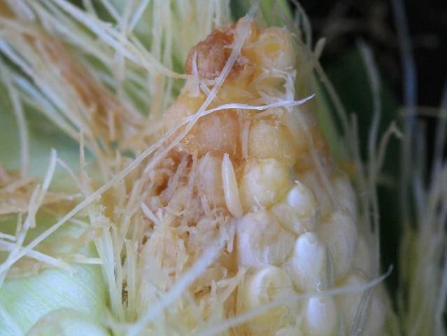 Figure 4. Cob fly larva feeding between two kernels at the tip of an ear. Note the white, tapered posterior.