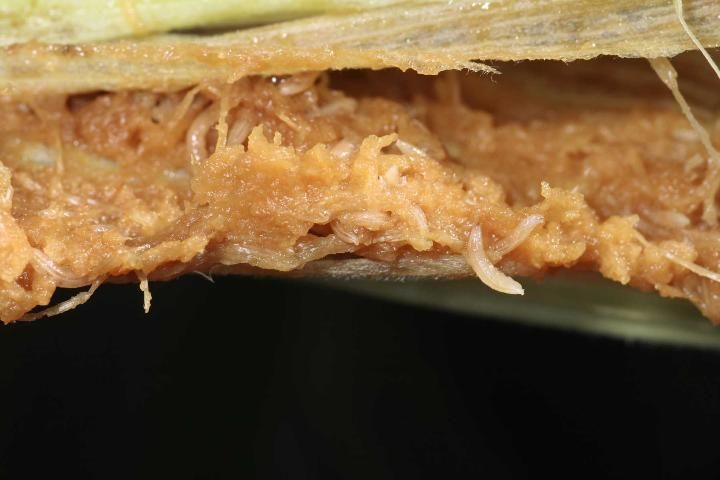 Figure 3. Dozens of phorid larvae that have destroyed the silk channel. Note the white, tapered posterior of the phorid larva in the right third of the picture.