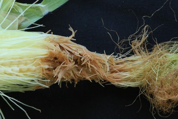 Figure 11. An ear with extensive cob fly larval damage to the silks, kernels and cob. Larvae have exited the ear to complete development.