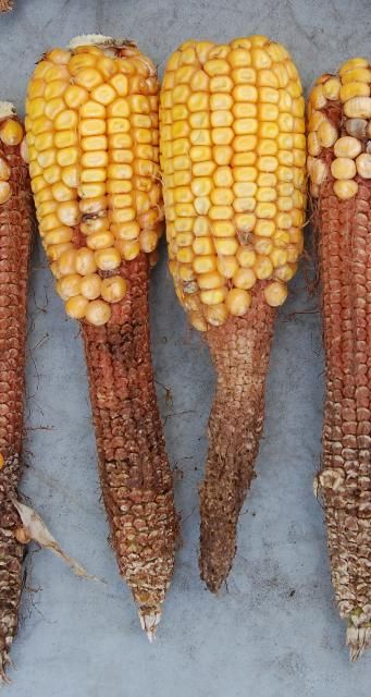 Figure 12. Field corn ears at harvest with exposed cobs showing poor pollination resulting from cob fly larval damage to silks.