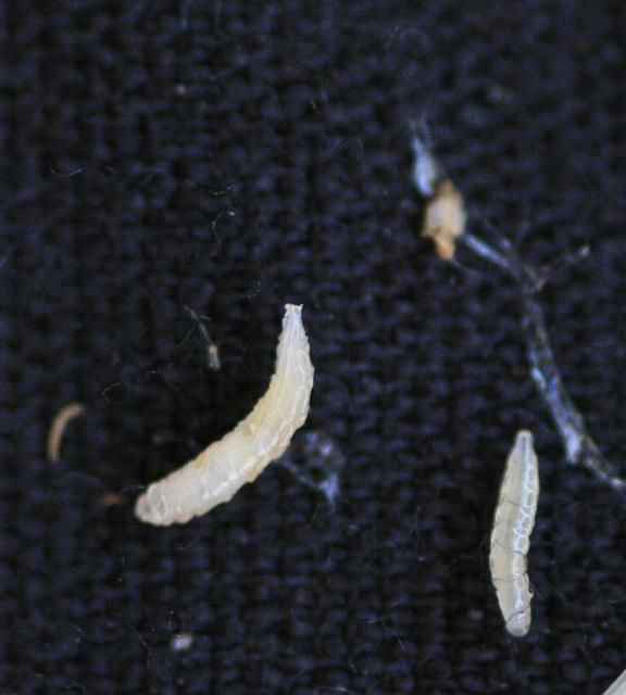 Figure 1. Two phorid larvae. The posterior end (pointing up) is tapered and spiracles cannot be easily observed as they are with silk fly. Mucous trail of larvae is visible on the cloth beneath the larvae.