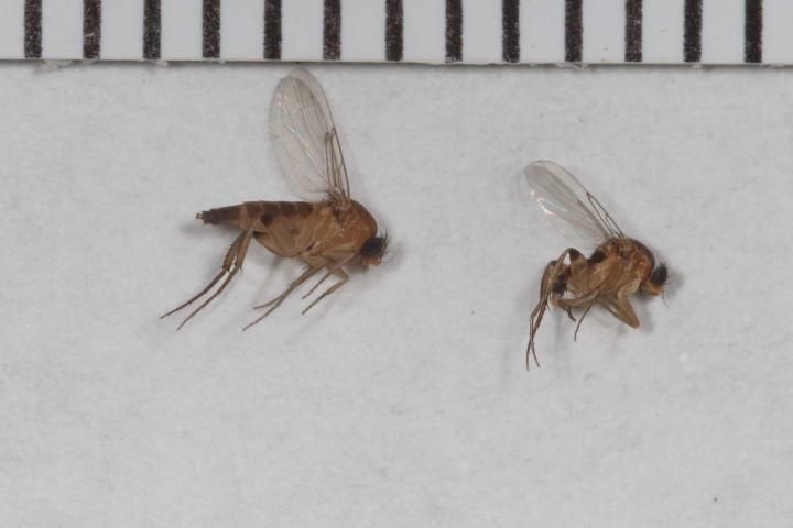 Figure 8. Female (left) and male (right) cob fly adults reared from infested ears. Note dark pattern on upper surface of the abdomens, strong bristles on the heads, and absence of dark wing bands. There is also a dark spot at the end of femurs on the hind (third) legs. Wing venation with thickened veins on the anterior margin is characteristic for the family. Bars above flies are 1 mm apart.