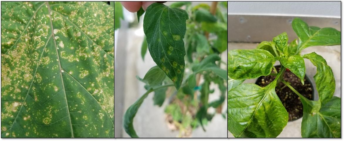 Figure 3. Tomato chlorotic spot virus-affected jimsonweed, tomato, and pepper leaves.