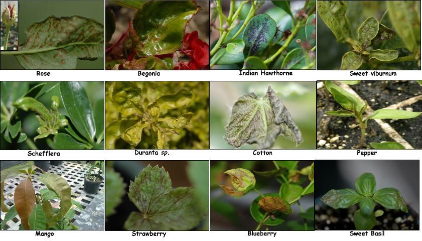 Figure 4. Chilli-thrips-associated damage on different hosts in Florida.