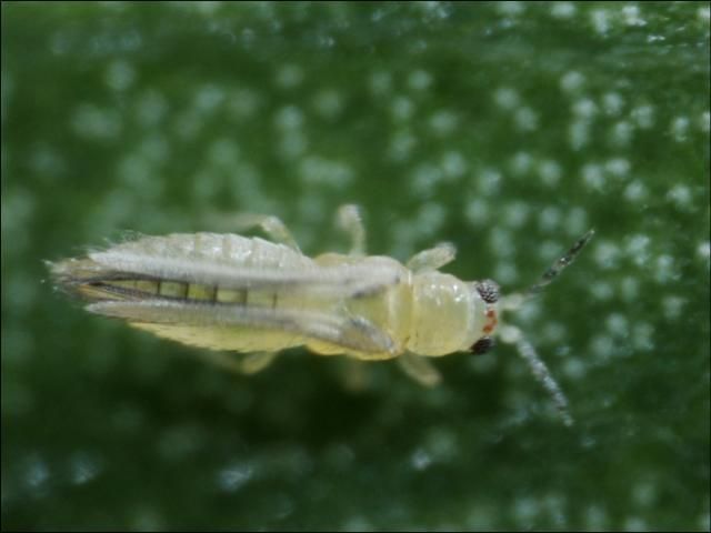 Figure 2. Chilli thrips, Scirtothrips dorsalis (Hood) adult.