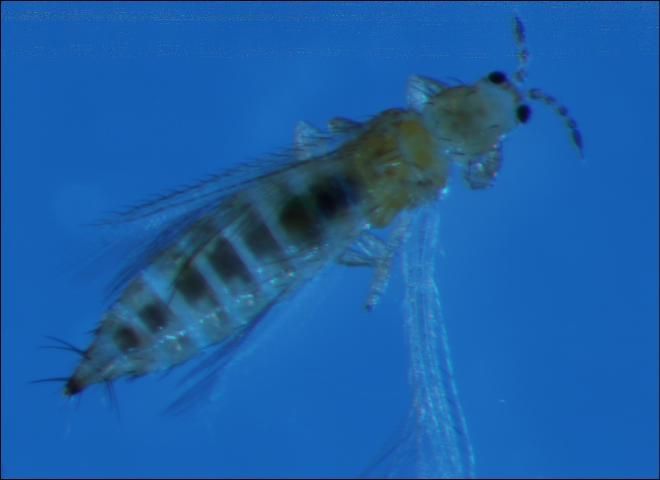 Figure 1. Western flower thrips, Frankliniella occidentalis (Pergande) adult.
