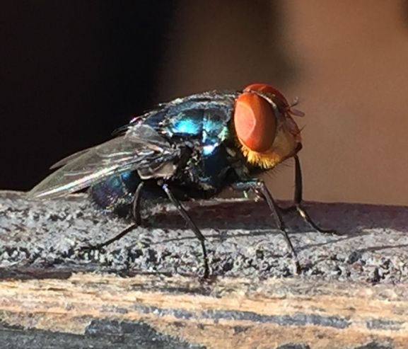 A fly with large red eyes and a dark body standing on a twig. It is brightly lit from behind, and wherever the light hits it, it shines a brilliant, blue chrome.