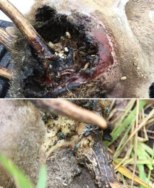 Two photos of a Key deer's head, one of a large, blackened, rotting lesion surrounding a small antler and appearing to have eaten away much of the deer's skull; the other showing more of the antler and possibly bone beneath it with several shiny green metallic flies crawling about on its surface.