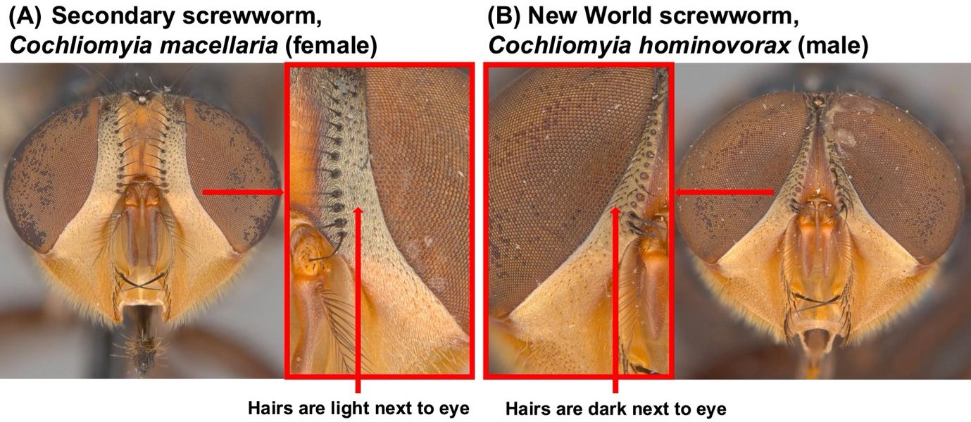 Close-up photos of the facial features of two species of screw worms highlighting differences in their eye regions. On the left, the secondary screwworm, labeled female, has large, brown compound eyes with light hairs next to the eyes toward the midline. On the right, the New World screwworm, labeled male, also has large, brown compound eyes but the hairs next to the eye are dark. Inset photos with greater magnification next to each fly have arrows pointing to the hair next to the eyes toward the midline.