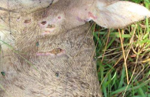The left, cheek, neck, and ear of a deer lying in the grass. Many sores are visible, as well as some small black and iridescent green flies.