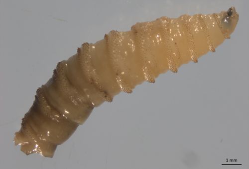 A magnified photo of a shiny, yellowish-cream-colored larva with prominent ridges.