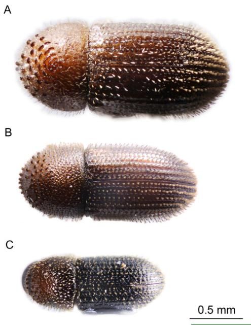 Figure 4. Comparison of the marginal asperities of Hypothenemus species in Florida (female adults). A) Hypothenemus birmanus; B) Hypothenemus seriatus; C) Hypothenemus eruditus.
