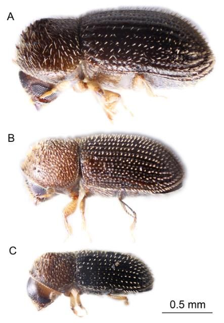 Figure 3. Comparison of the three most common Hypothenemus species (female adults) in Florida. A) Hypothenemus birmanus; B) Hypothenemus seriatus; C) Hypothenemus eruditus.