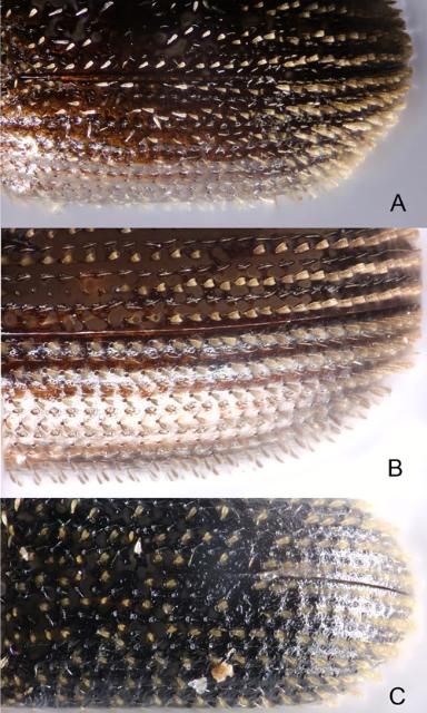 Figure 6. Comparison of the dorsal view of elytron showing scales and texture of Hypothenemus species in Florida. A) Hypothenemus birmanus; B) Hypothenemus seriatus; C) Hypothenemus eruditus.