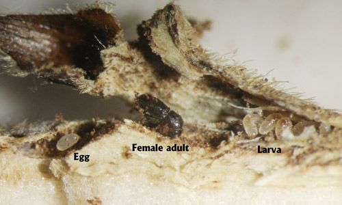 Figure 2. A typical placement of the gallery of Hypothenemus eruditus in a notch under a leaf node in a dead twig.