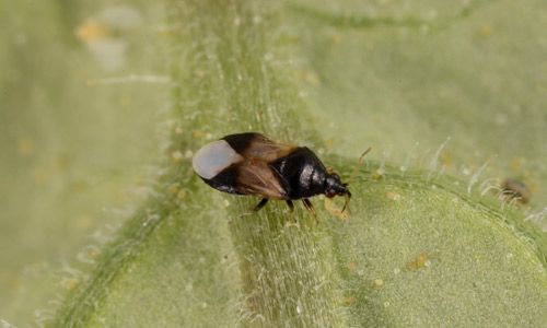 The insidious flower bug, Orius insidiosus Say, feeding on a thrips larva.
