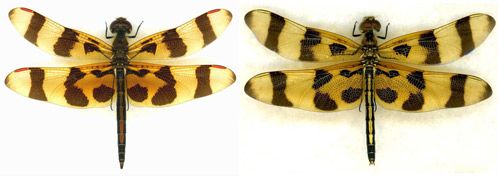 Figure 3. Comparison of a mature male (left) and female (right) Halloween pennant, Celithemis eponina Drury.