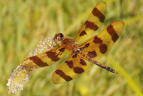 Figure 1. Celithemis eponina Drury, the Halloween pennant dragonfly.