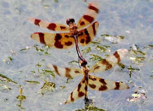 Figure 5. A male and female Celithemis eponina Drury flying over a pond. The female has her abdomen dipped into the water as she is depositing eggs.