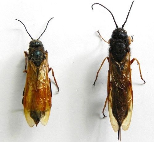 Figure 2. Dorsal view of Sirex noctilio Fabricius (male left, female right).