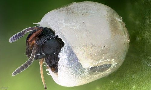 Figure 6. Adult emerging from a brown marmorated stink bug Halyomorpha halys (Stål) egg.