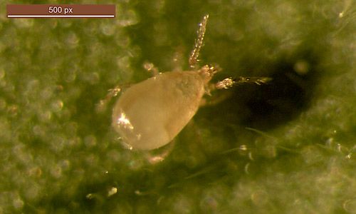 Figure 1. Neoseiulus cucumeris (Oudemans) adult.