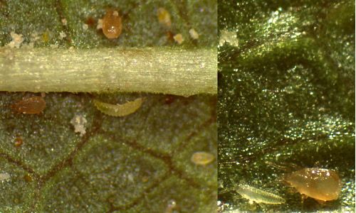 Figure 1. Neoseiulus cucumeris (Oudemans) adult.