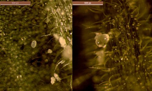 Figure 1. Neoseiulus cucumeris (Oudemans) adult.