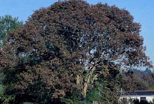 Figure 3. Infested Quercus garryana tree and mid-summer foliar damage in Victoria, British Columbia, Canada.