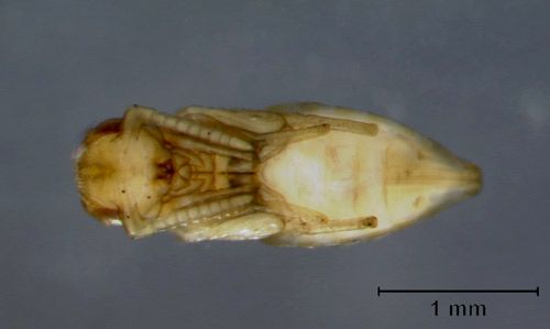 Figure 6. Muscidifurax raptor Girault & Sanders pupa, ventral view.