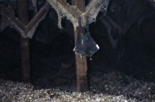 Figure 8. Manure pit under a cage-layered poultry house. The mesh bags hanging from the rafters contained the parasitoid wasp Muscidifurax raptorellus for release as augmentative biological control agents of house flies.