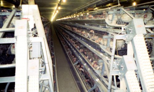 Figure 5. An example of a caged-layer poultry cage.