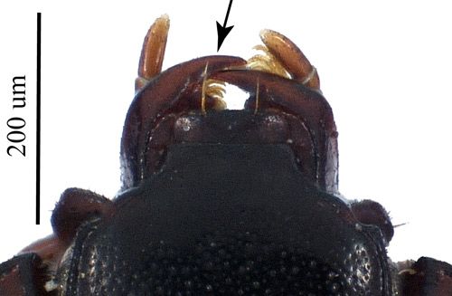 Figure 1. Dorsal view of the head of an adult Carcinops pumilio. The arrow indicates the large, sickle-shaped apex of the mandibles.