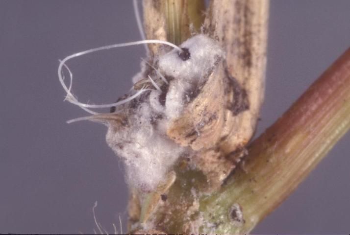 Figure 2. Rhodesgrass mealybug adult female with wax filament.