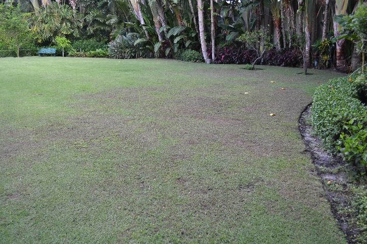 Figure 5. Extensive Tuttle mealybug damage in a zoysiagrass lawn in south Florida.